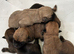 Gorgeous Cairn Terrier Puppies