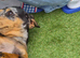 Dappled dachshund for 5* home