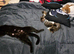 2 female kittens left for sale &pound;50 each.