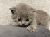British Shortfur kittens 2 female & 4 male