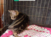 Bengal x kittens ready to leave now