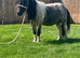 Miniature Shetland riding gelding