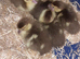 chocolate muscovy ducklings as hatched