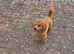 Small toy poodle