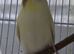 6 beautiful baby budgies looking for forever homes
