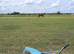 Full grass livery available