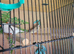 Beutifull zebra finches