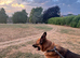 German Shepherd Male Available