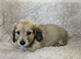 English cream long haired miniature dachshunds
