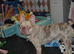 2 year old merle male French bulldog