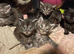 Pure Maine coon kittens