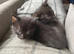 5x Beautiful fluffy black ragdoll/Maincoone cross kittens