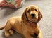 Cocker spaniel