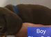 Miniature Daschund Pups