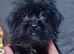 Tiny Jackapooshih pups 1 boy 3 girls left