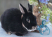 Black otter mini rex Buck looking for new hutch