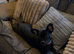 French bulldog cross patterdale