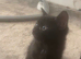 ️two beautiful tuxedo kittens available ️