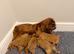 F1 Cavapoo Puppies for sale