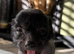 Crestepoo puppies (hairless)