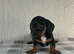Jackshund