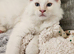 Maine coon x ragdoll ( RAGCOON )