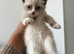 Kitten one remaining