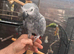 Female African grey for sale
