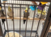 Baby cocktails