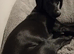 Cocker spaniel x English pointer 1 year old