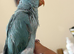Hand tame baby ring necks