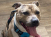 Merle male amstaff