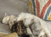 Brown male persian kitten