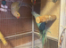 Ringneck pair