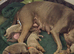 7 Beautiful Blue Staffies