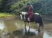 Gypsy cob (mare) 14hh