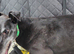 ***FERN RESCUE* 8 YR OLD GREYHOUND FOR ADOPTION***