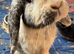 Female English Lop