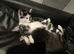 To female kittens available