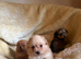 Beautiful Dachshund x Pomeranian Puppies