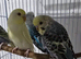 6 beautiful baby budgies looking for forever homes