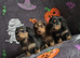 3 mini male dachshund puppies