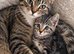 Female kitten