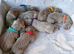Beautiful KC registered Weimaraner Puppies. Hip Scored Parents. Champion bloodlines.Sire Show Weimaraner of the year 2025.
