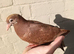 Chocolate Melueman Racing Pigeons Cock Bird 2026 RPRA