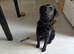 5 month old cockapoo