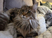 XL Russian Maine Coons ️