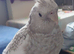 Hand reared hand tame female cockatiel