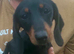 Miniature Dachshund Puppies