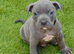 Blue Staffordshire Bull Terrier Champion Pups